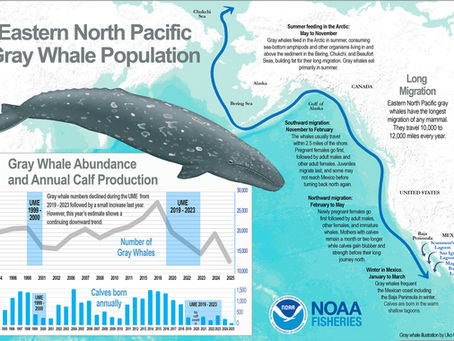 The Pacific Tide: The Fight To Save Eastern Northern Pacific Gray Whales