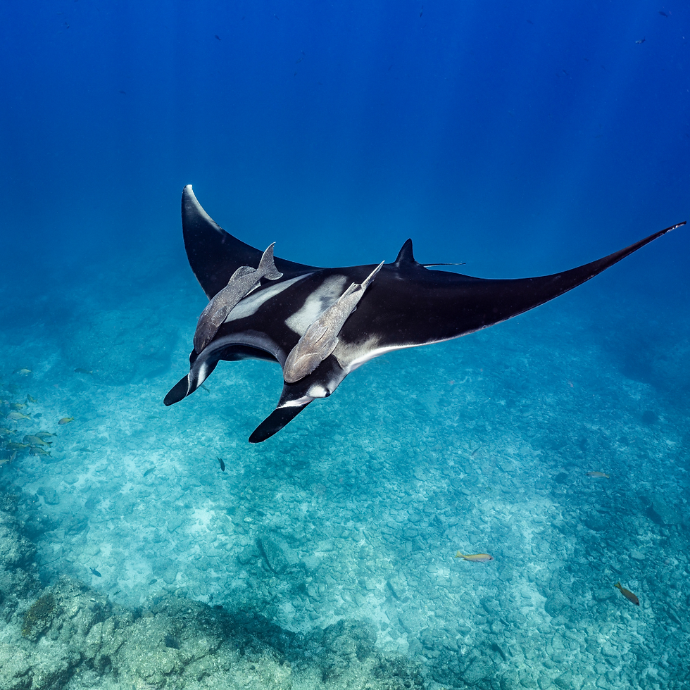 A striking photograph of the giant oceanic manta ray in the sunlit sea. Credit to WiseOceans.