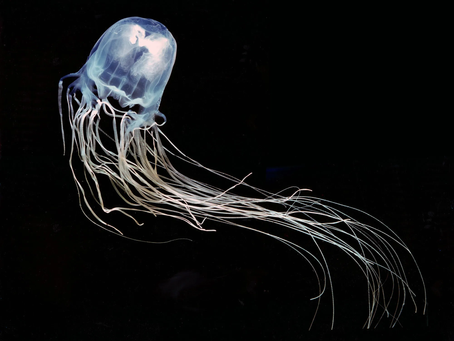 The Box Jellyfish