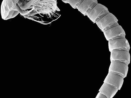 Marine Biological Hall Of Distinction: Dr. Howard Lawrence Sanders