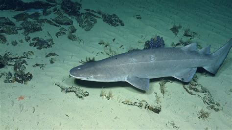 A photograph of a Prickly Shark (Echinorhinus cookei), swimming about near the sea-bottom. Credit to the EV Nautilus.