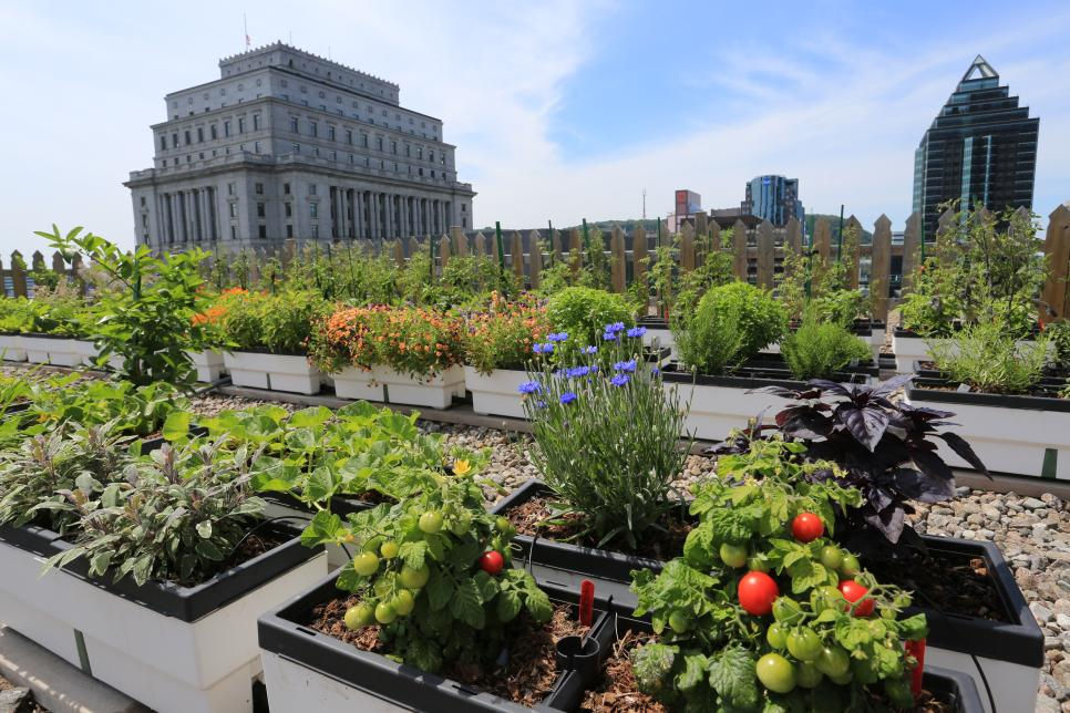 Image result for rooftop garden
