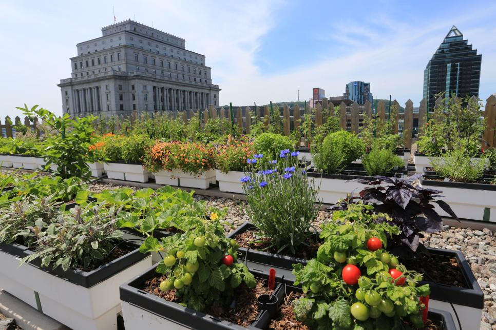 Image result for rooftop garden