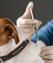Especialidades como Oncologia Veterinária. Scarpavet.