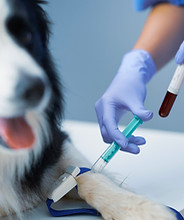 Exames laboratoriais veterinários Scarpavet