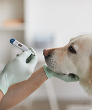 Consultas e Check-ups na Scarpavet.