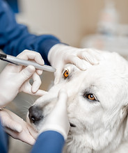 Cirurgias , Scarpavet.