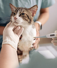 Internação Scarpavet