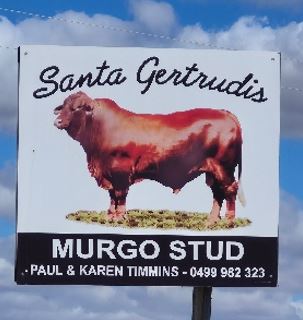 Murgo Stud.JPG