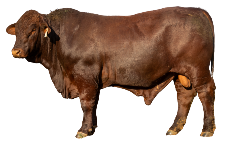 Ribbleton Stud (3)_edited.png