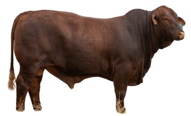 Ribbleton Stud (2)_edited.png
