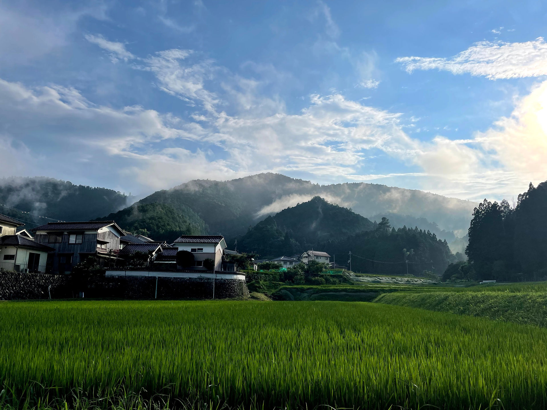 青田