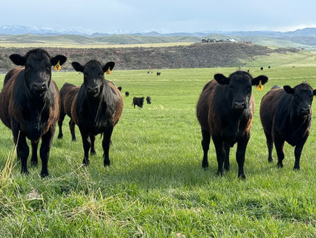Discovering Sustainable Beef Farming at Living Water Ranch