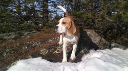 Бэлла на охоте