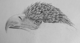 A pencil sketch of an eagle's head in profile view. The pencil shading of the feathers are detailed and the eagle's eye is sharp. The partially complete drawing is set against a plain background of light gray color and creates a focused, intense mood. The drawing is part of a lesson from the online drawing course "Pencil Drawing Made Easy" by Nolan Clark.
