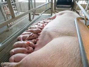 Tonisity Px Delivers 21% Lower Pre-Weaning Mortality Against a Competitor in France