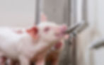 Magnus x Libra piglet_PxW_Gino_Hypor-Hendrix-Genetics