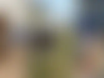 Prebiotic Chicory Root Fibre - What are the benefits for your dog?