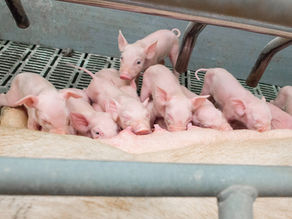 Sufficient Colostrum Intake Essential for Pig Performance