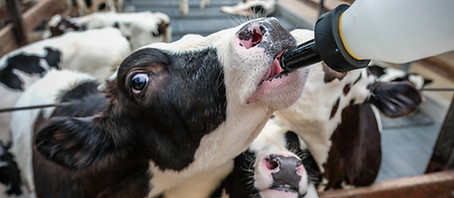 calf suplement.jpg