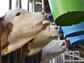 Nutritional optimization in the Pre-Weaning/Milk Feeding Phase
