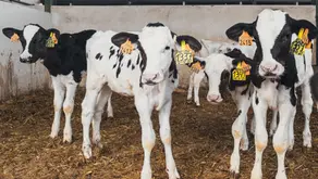 Tonisity Successfully Completes Trials with Ruminant Animals