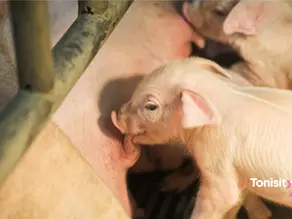 Tonisity Px Reduces Pre-Weaning Mortality by 29% in Chinese Pig Farm