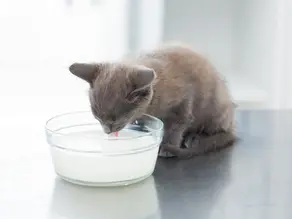 Can cats drink milk? Everything you need to know