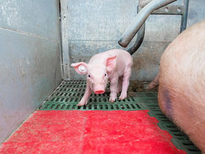 Neonatal Diarrhea in Piglets - Part Two