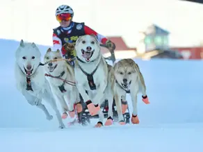 How World Champion Sled Dogs Perform at Their Peak with DoggyRade