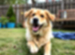 Dog with golden fur lying on grass in a backyard, tongue out. Blue blanket, bench, and potted plants in the background.