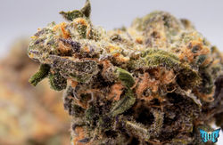 blue dream -1