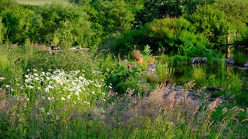 garden with pond web.jpg