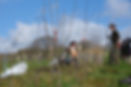 cwm collo4.jpg