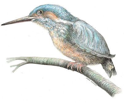 kingfisher