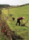 hedge planting