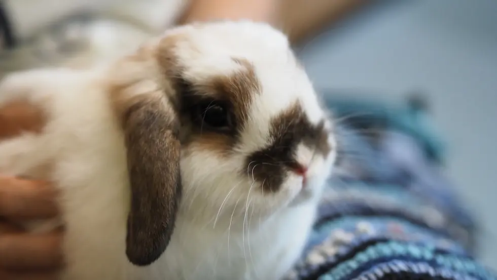 Fluffy white and brown rabbit with droopy ears being gently held, resting on a blue patterned blanket, creating a calm atmosphere.