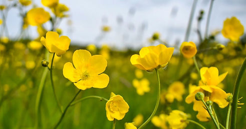 4.5 Buttercup Meadow web.jpg