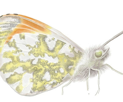 orange tip butterfly