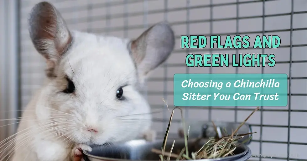 Red Flags and Green Lights: Choosing a Chinchilla Sitter You Can Trust