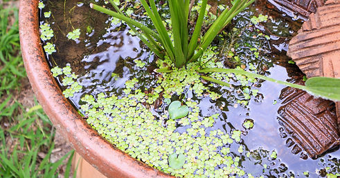 4.5 Mini Pond web.jpg