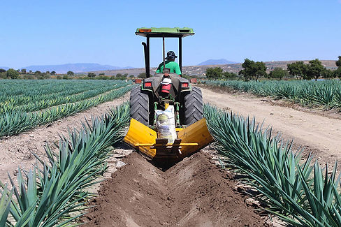 TRACTOR AGAVE.jpeg