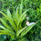 Thumbnail: Artificial Green Plant Living Wall Panel - 100 cm x 100 cm