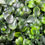 Thumbnail: Boxwood Hedge 150cm Long Section