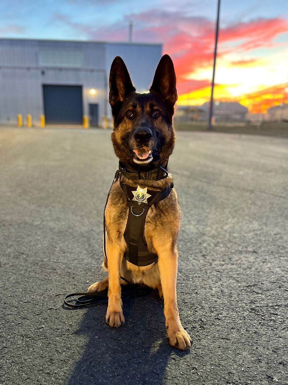 Chelan County Corrections K9 Kato. Photo courtesy: Chelan County.