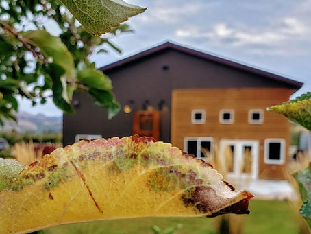 Manson cidery, farm and Orondo market awarded state ag grant