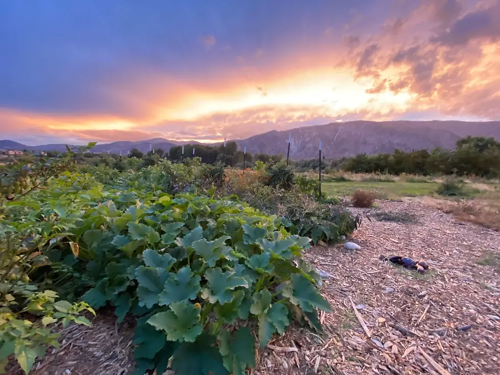 Wildnow Family Farm in Manson. Photo courtesy: Chelan Valley Botanicals.