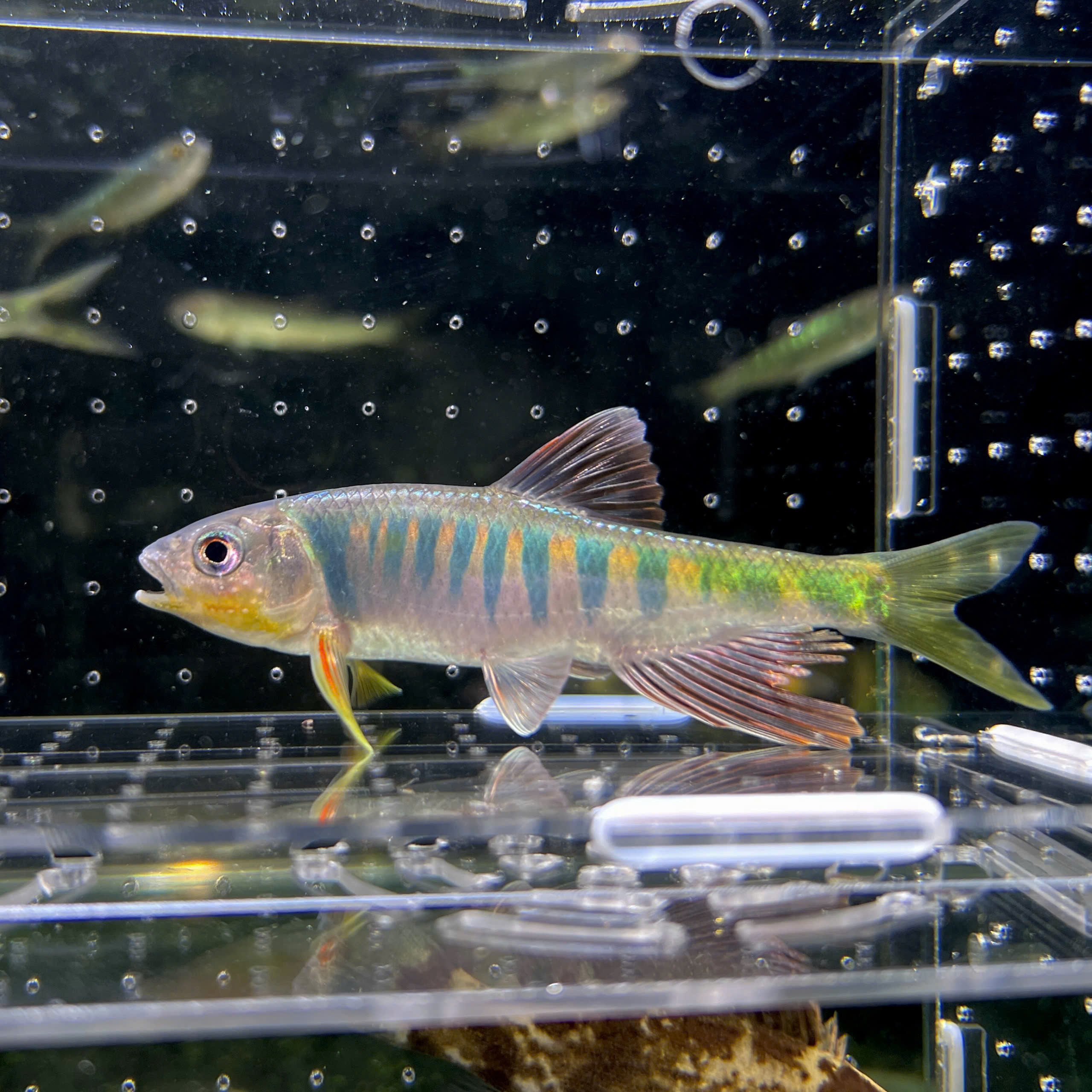 Opsariichthys Evolans 🇨🇳