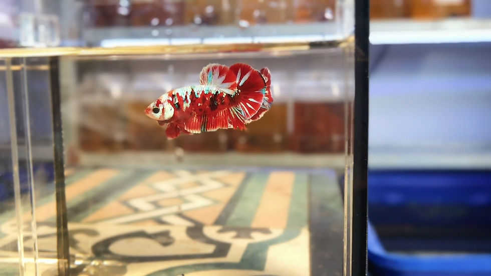 Thumbnail: Koi Red Galaxy