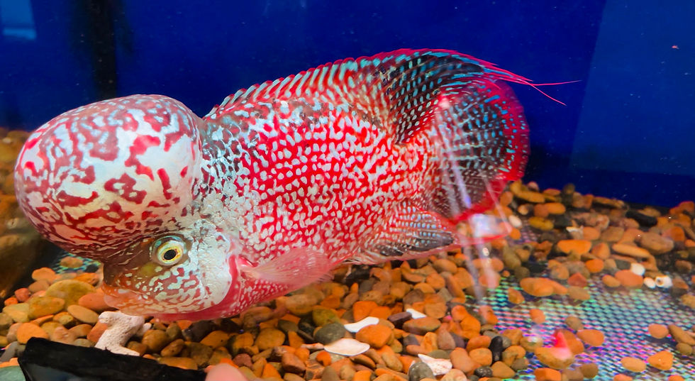 Thumbnail: Top Grade GB Flowerhorn Male